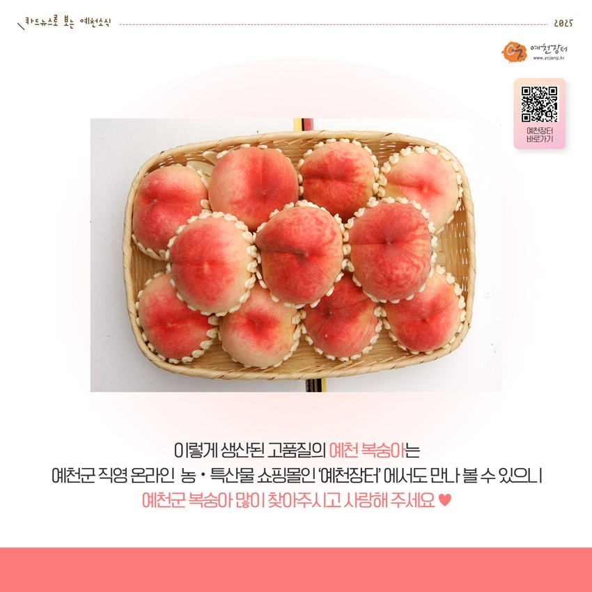 4.전국 소비자 입맛을 사로잡을 예천군 고품질 복숭아 출하!
